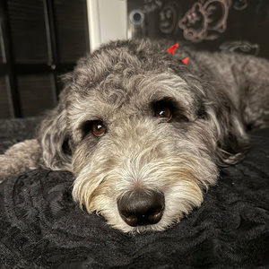 Meet your Posher, Taylor